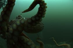 A Giant Pacific Octopus landed on my wide angle port!
Sh... by Jacqui Stanley 